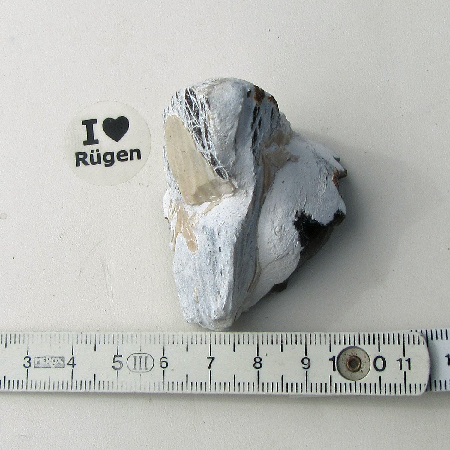 Versteinerte Steckmuschel Pinna – Unikat von Rügen