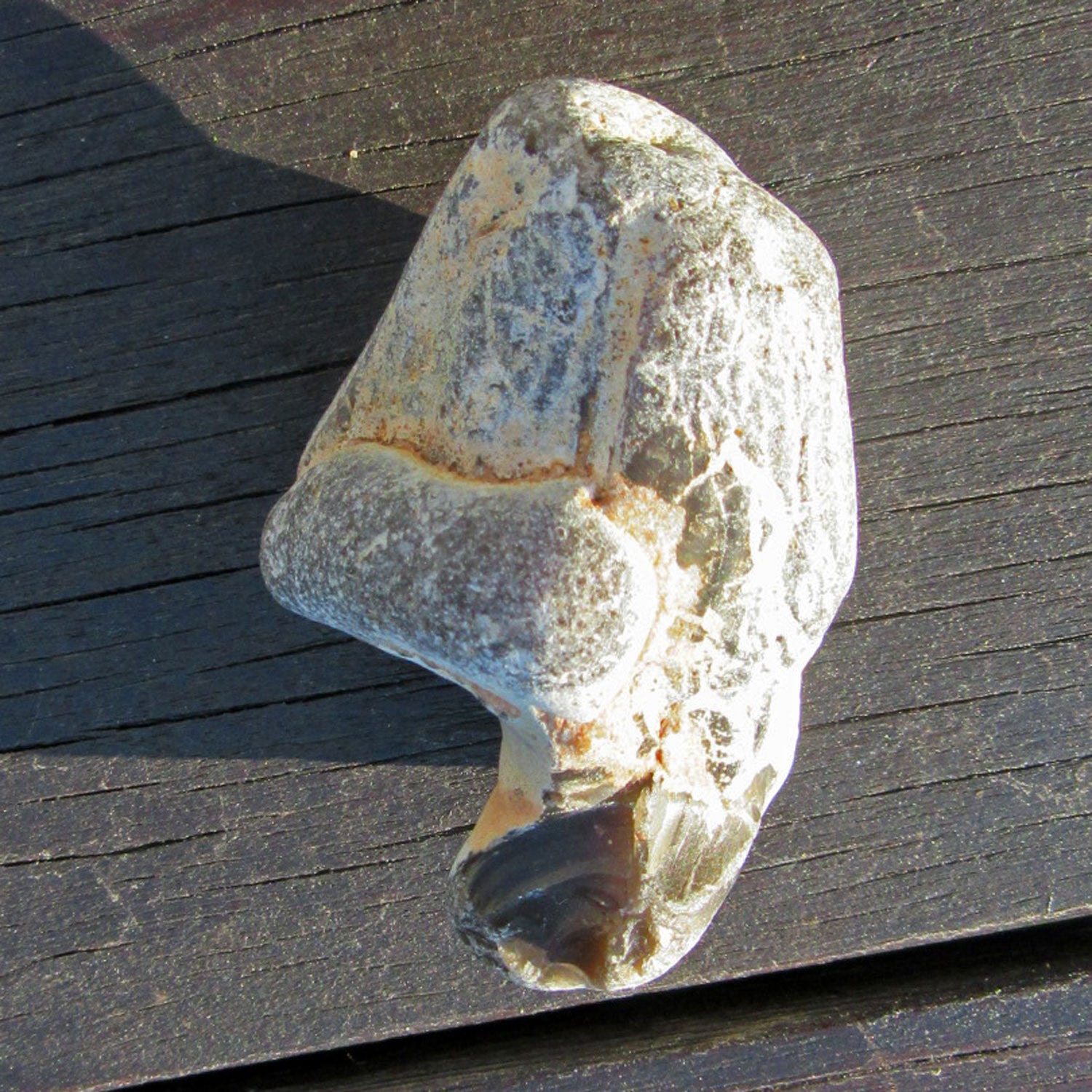 Feuerstein auf versteinertem Pinna-Muschel-Unikat