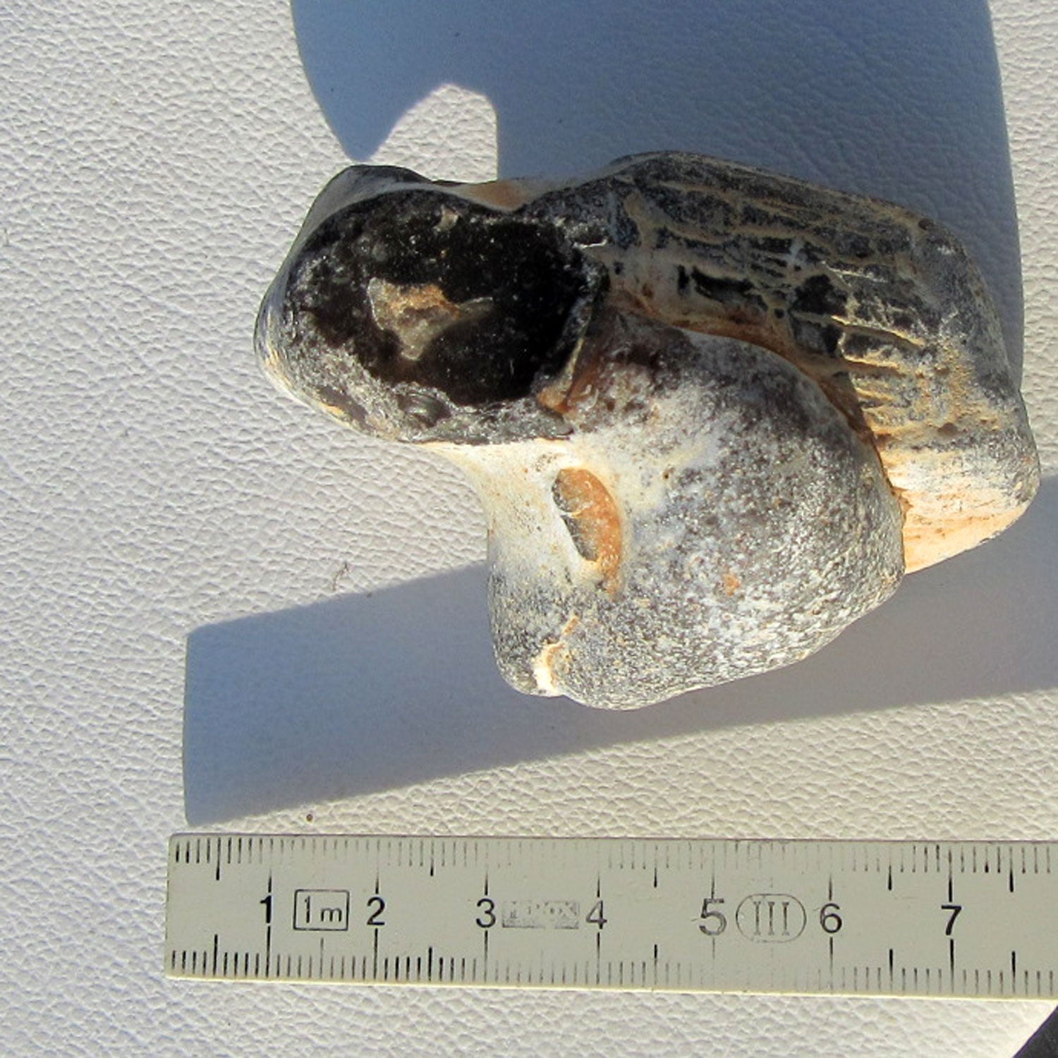 Feuerstein auf versteinertem Pinna-Muschel-Unikat