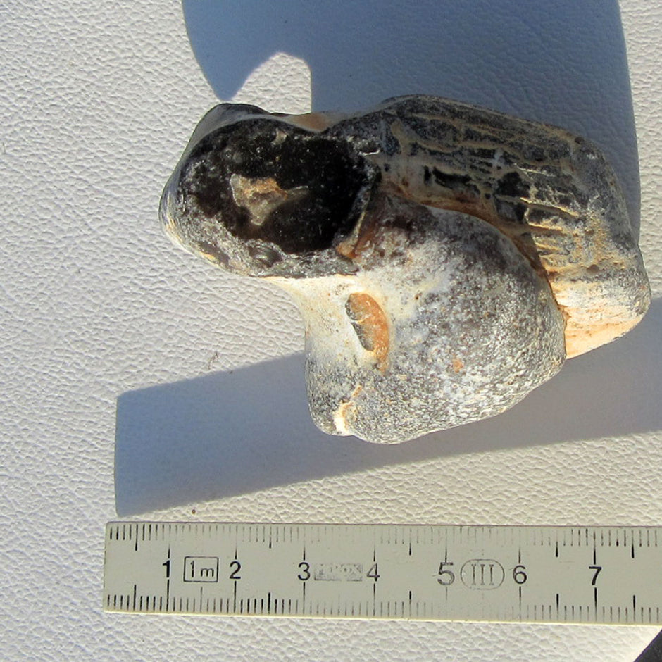 Feuerstein auf versteinertem Pinna-Muschel-Unikat