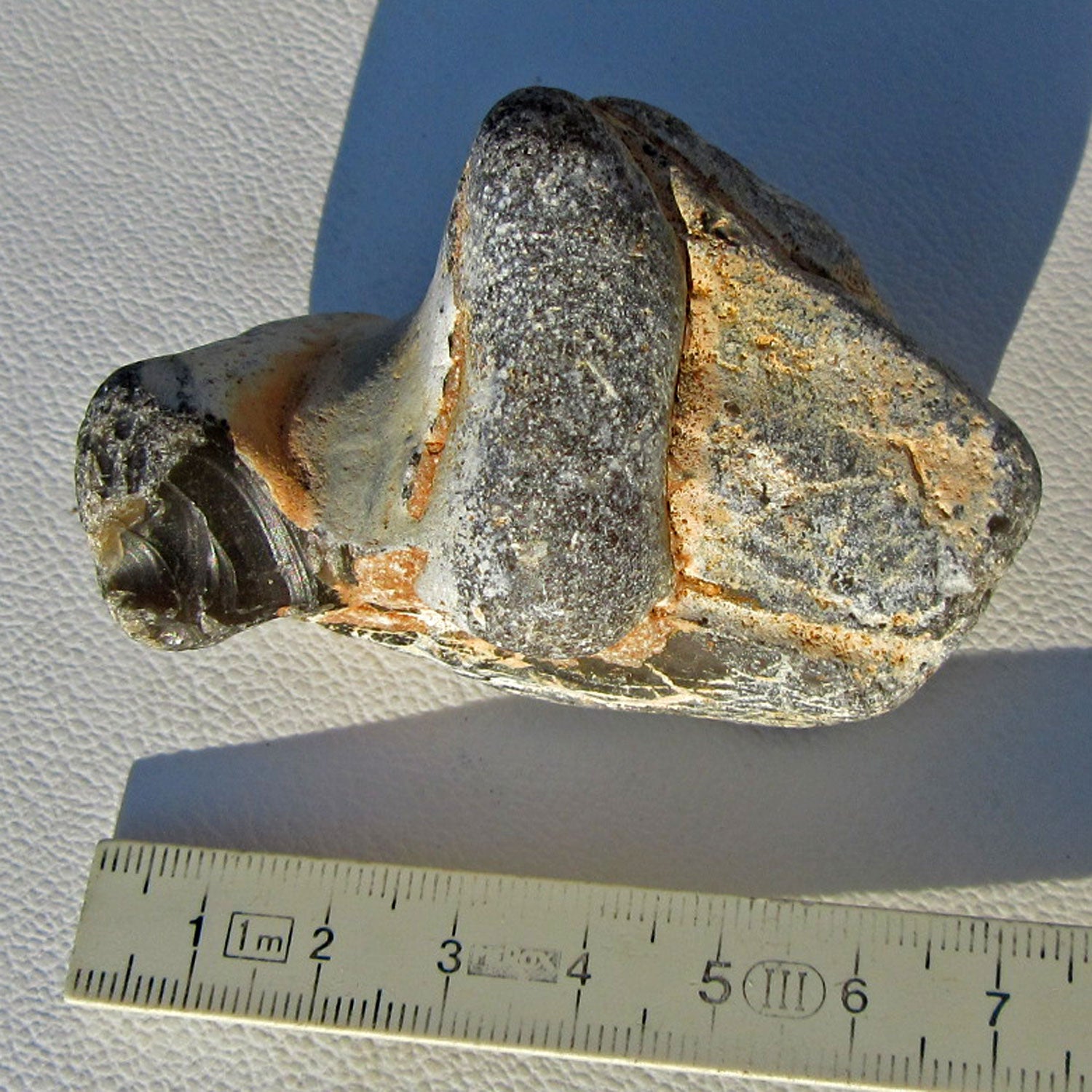 Feuerstein auf versteinertem Pinna-Muschel-Unikat