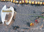 Postkarte Bernstein