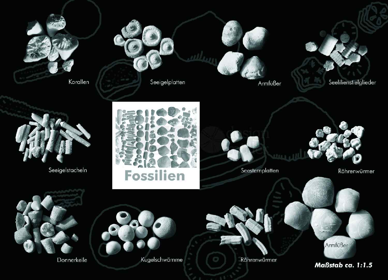 Postkarte mit Fossilienmotiv von der Ostsee-Insel Rügen
