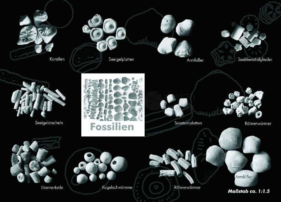 Postkarte mit Fossilienmotiv von der Ostsee-Insel Rügen
