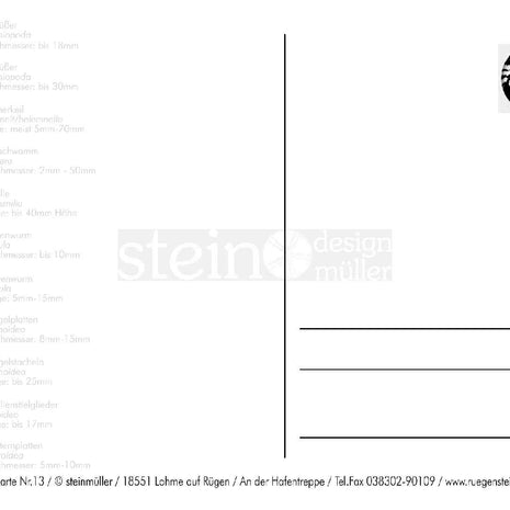 Postkarte mit Fossilienmotiv von der Ostsee-Insel Rügen
