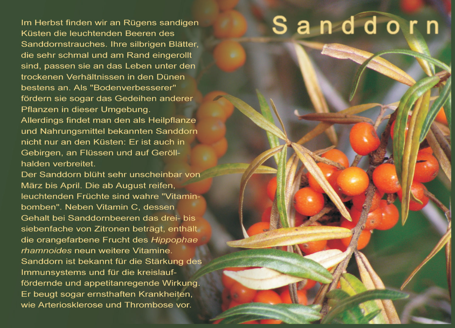 Postkarte Sanddorn – Rezept von der Rügener Sanddornhexe