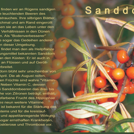 Postkarte Sanddorn – Rezept von der Rügener Sanddornhexe