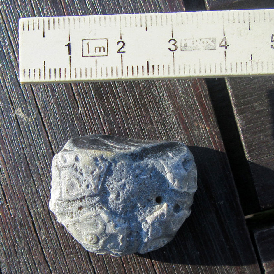 Versteinertes Seeigelstück von der Ostsee-Insel Rügen