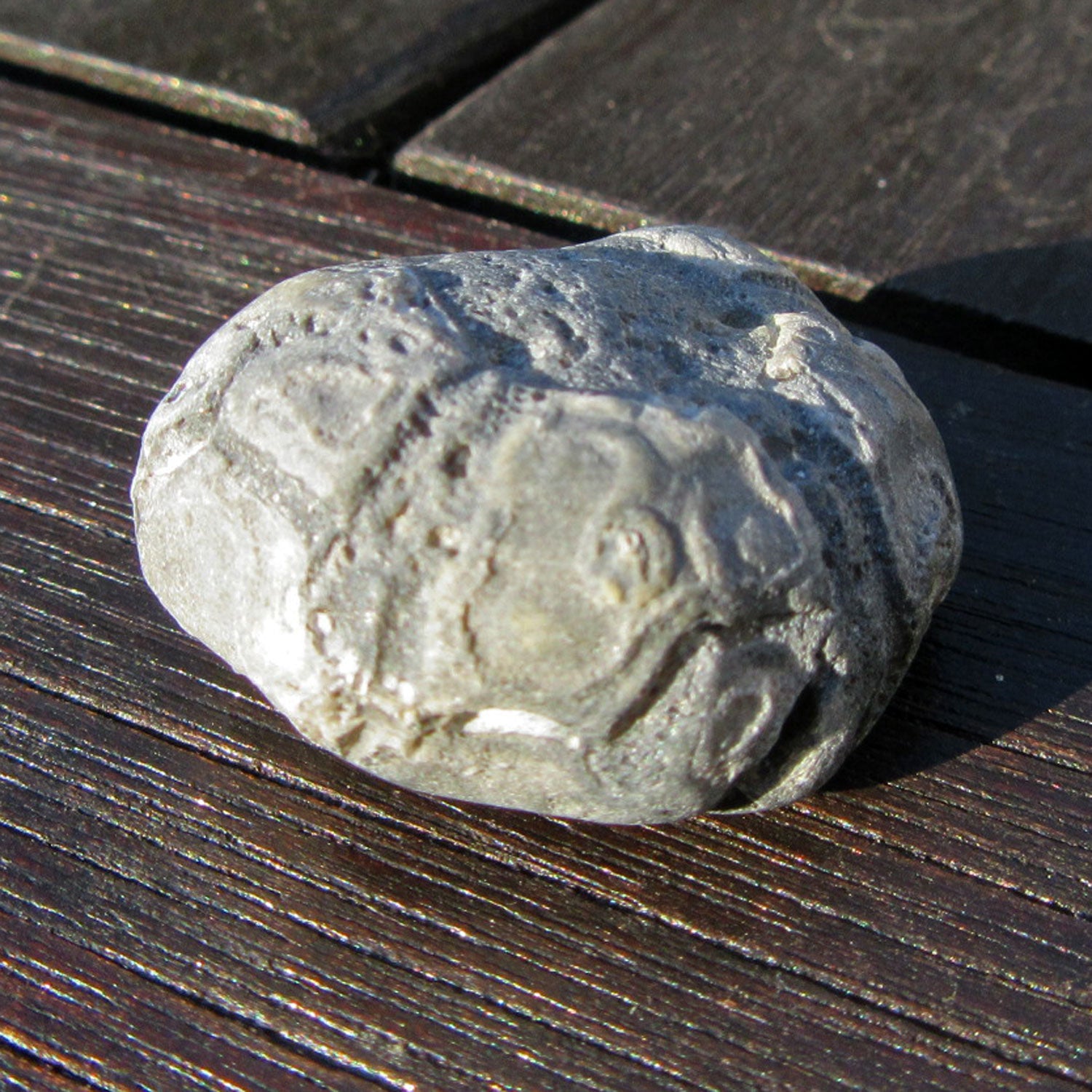 Versteinertes Seeigelstück von der Ostsee-Insel Rügen