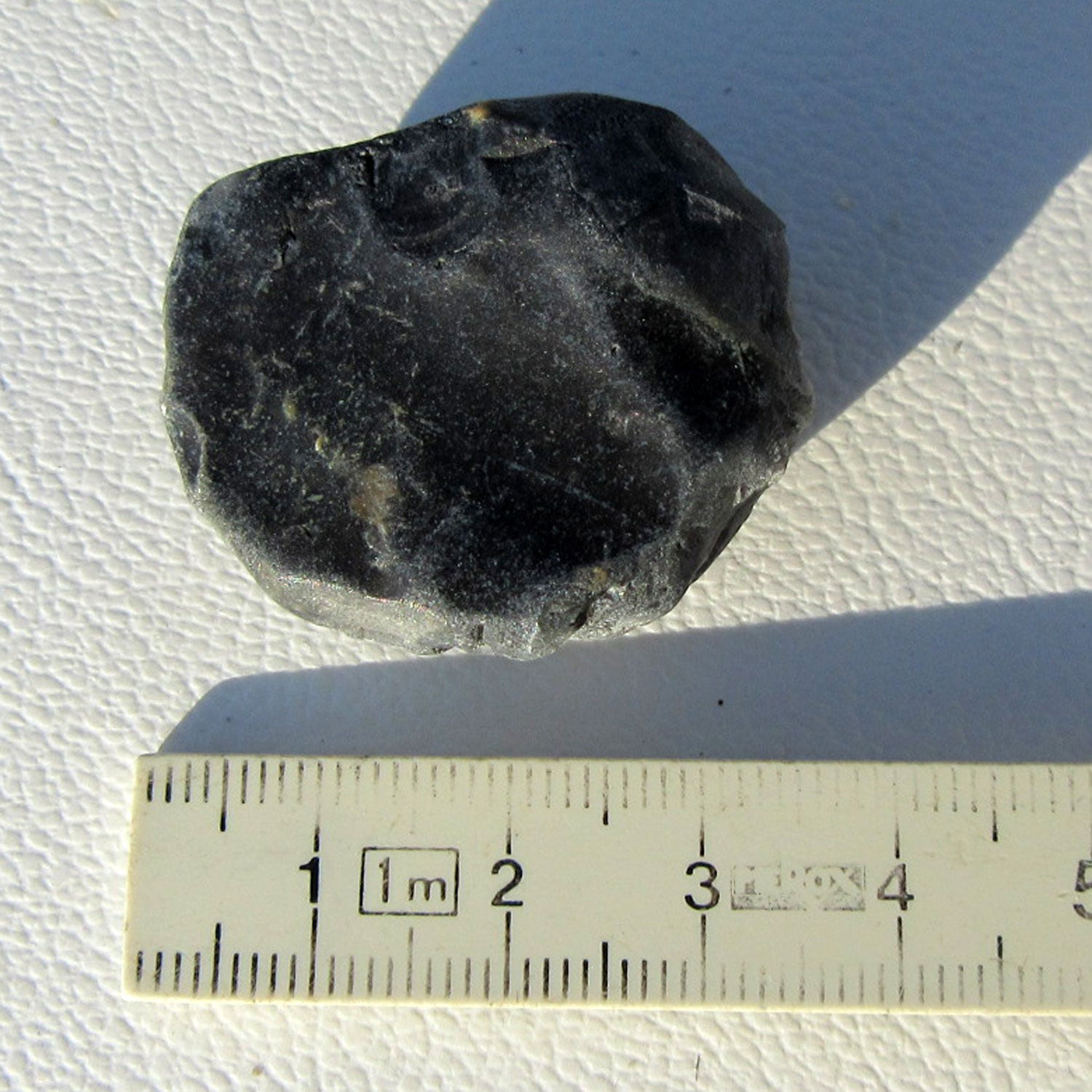 Versteinertes Seeigelstück von der Ostsee-Insel Rügen