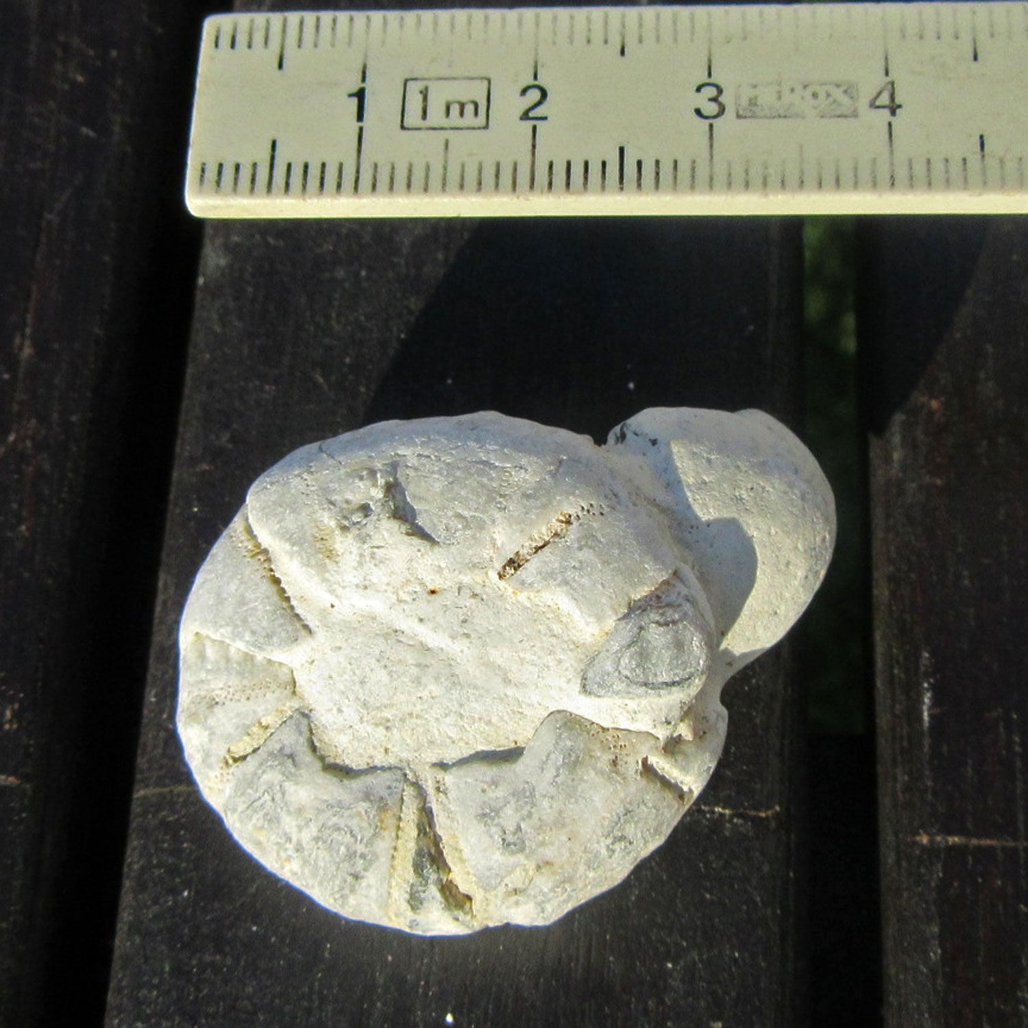 Versteinerter Seeigel auf Feuerstein, Einzelstück