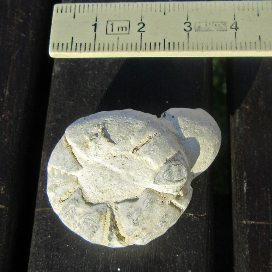 Versteinerter Seeigel auf Feuerstein, Einzelstück