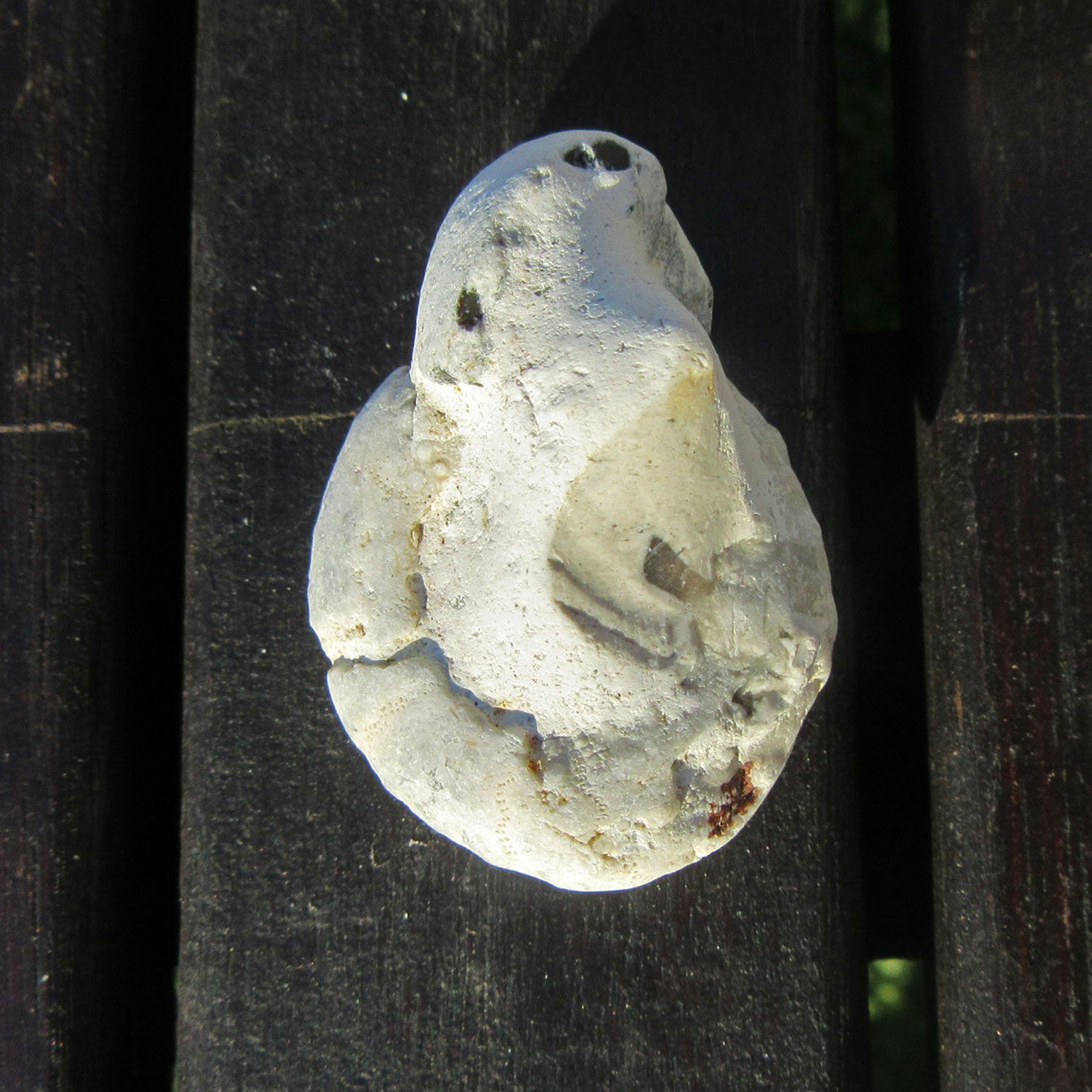 Versteinerter Seeigel auf Feuerstein, Einzelstück