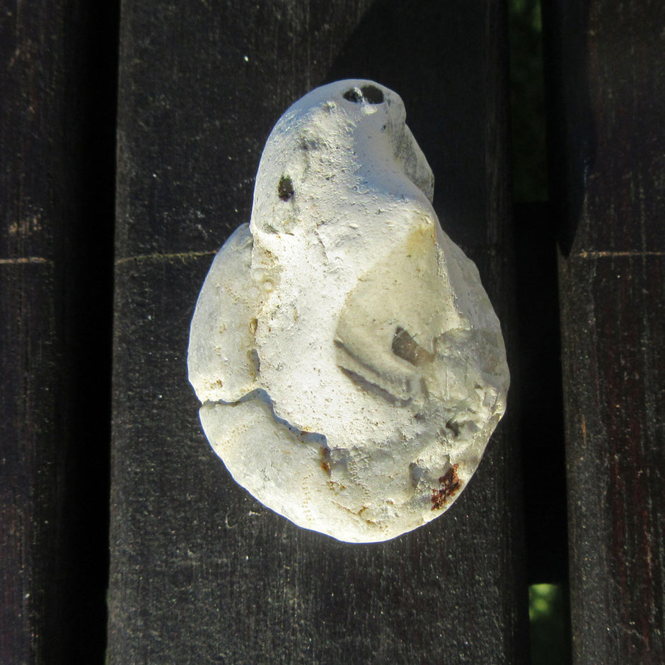 Versteinerter Seeigel auf Feuerstein, Einzelstück