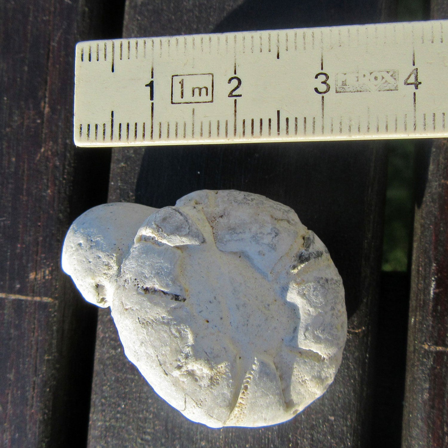 Versteinerter Seeigel auf Feuerstein, Einzelstück