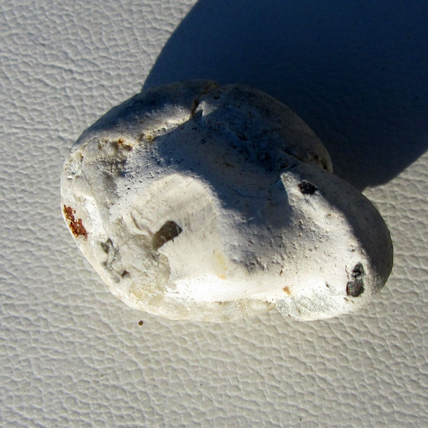 Versteinerter Seeigel auf Feuerstein, Einzelstück