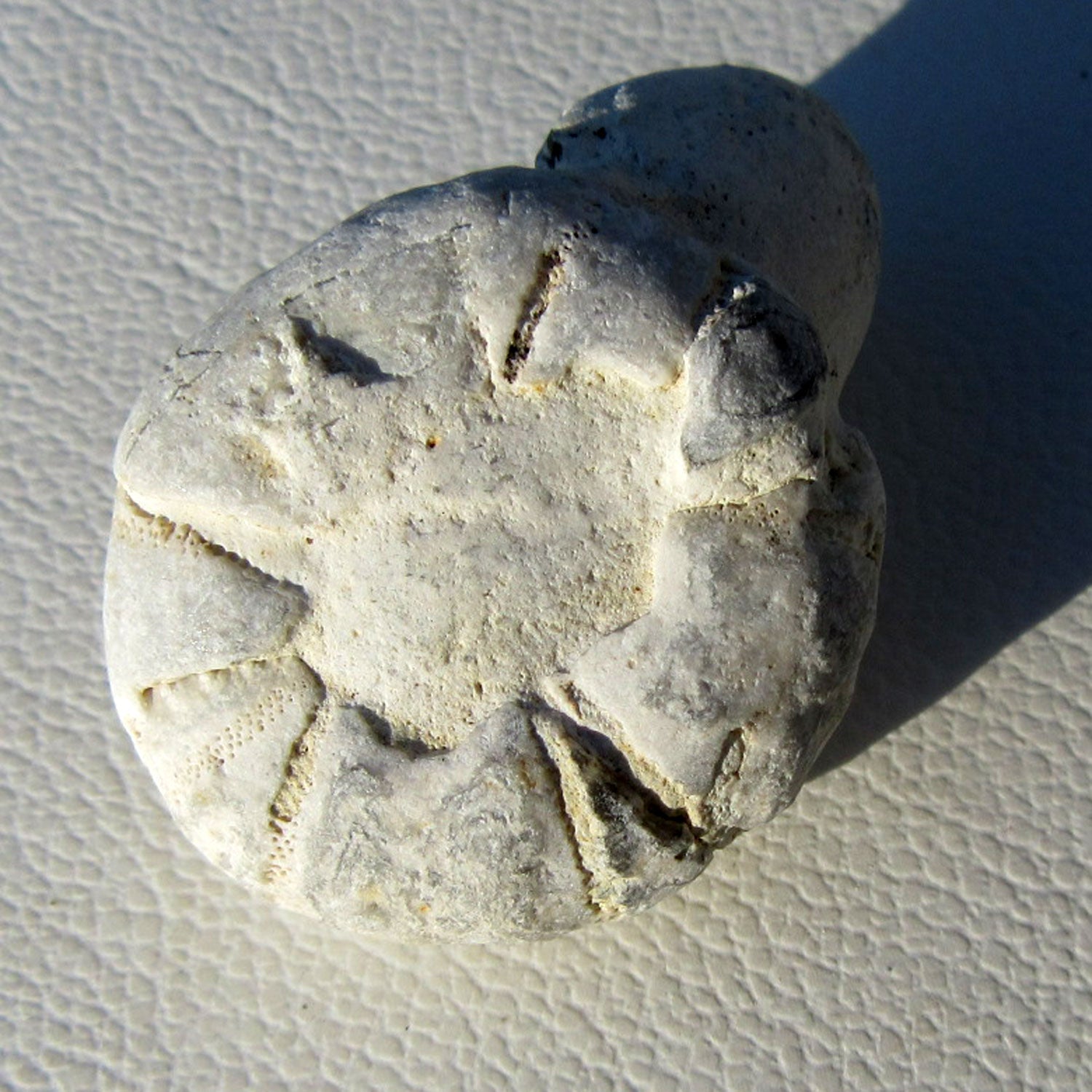 Versteinerter Seeigel auf Feuerstein, Einzelstück