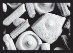 Postkarte mit Kleinstfossilien von der Ostsee-Insel Rügen