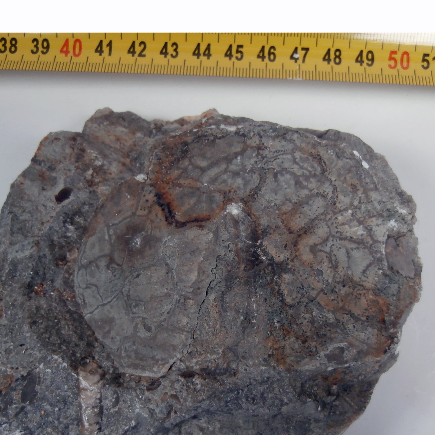 Trilobiten-Abdruck mit Schale – Einzelstück von Rügen