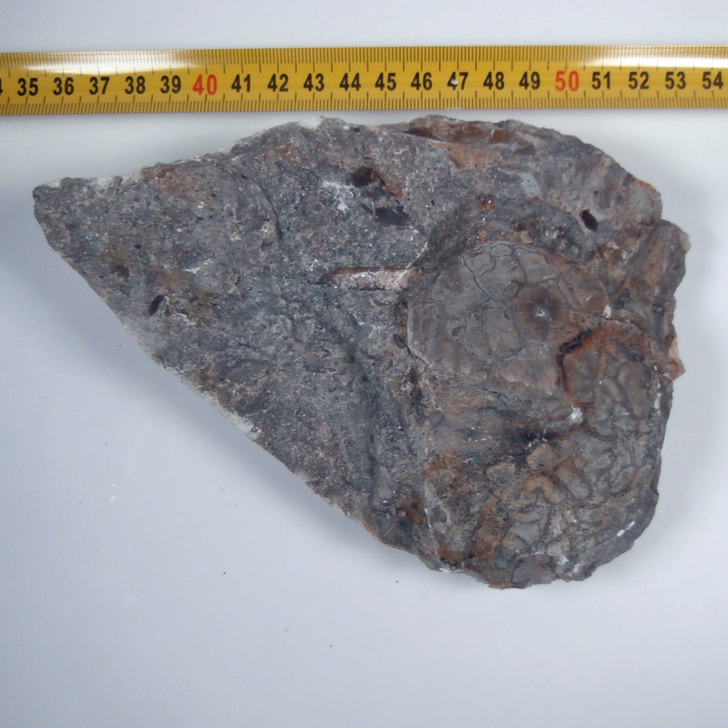 Trilobiten-Abdruck mit Schale – Einzelstück von Rügen