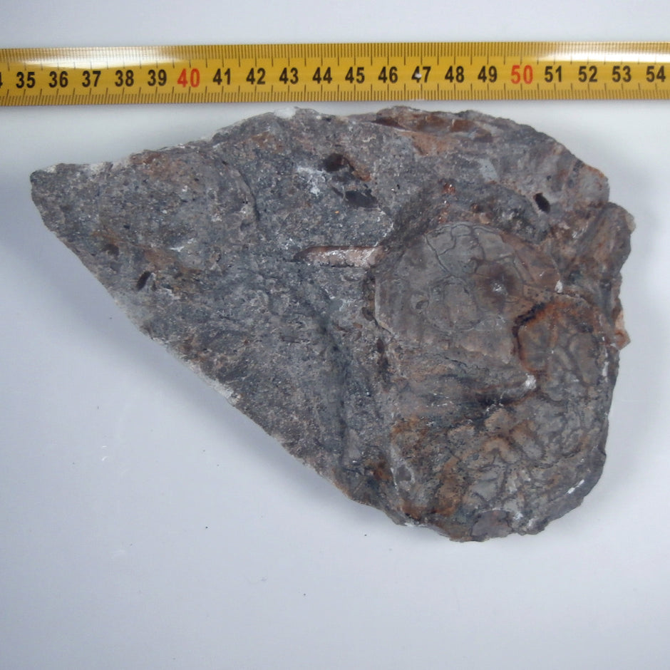 Trilobiten-Abdruck mit Schale – Einzelstück von Rügen