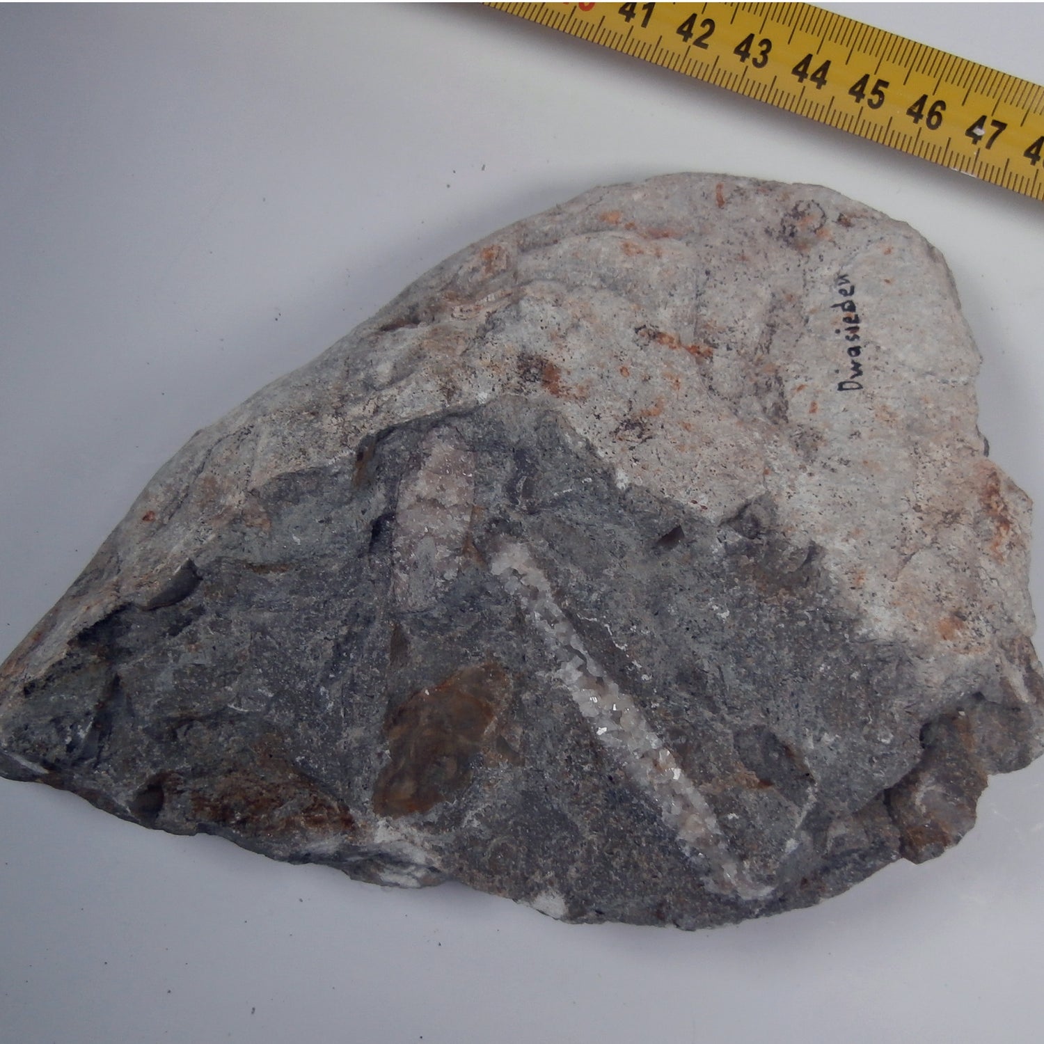 Trilobiten-Abdruck mit Schale – Einzelstück von Rügen