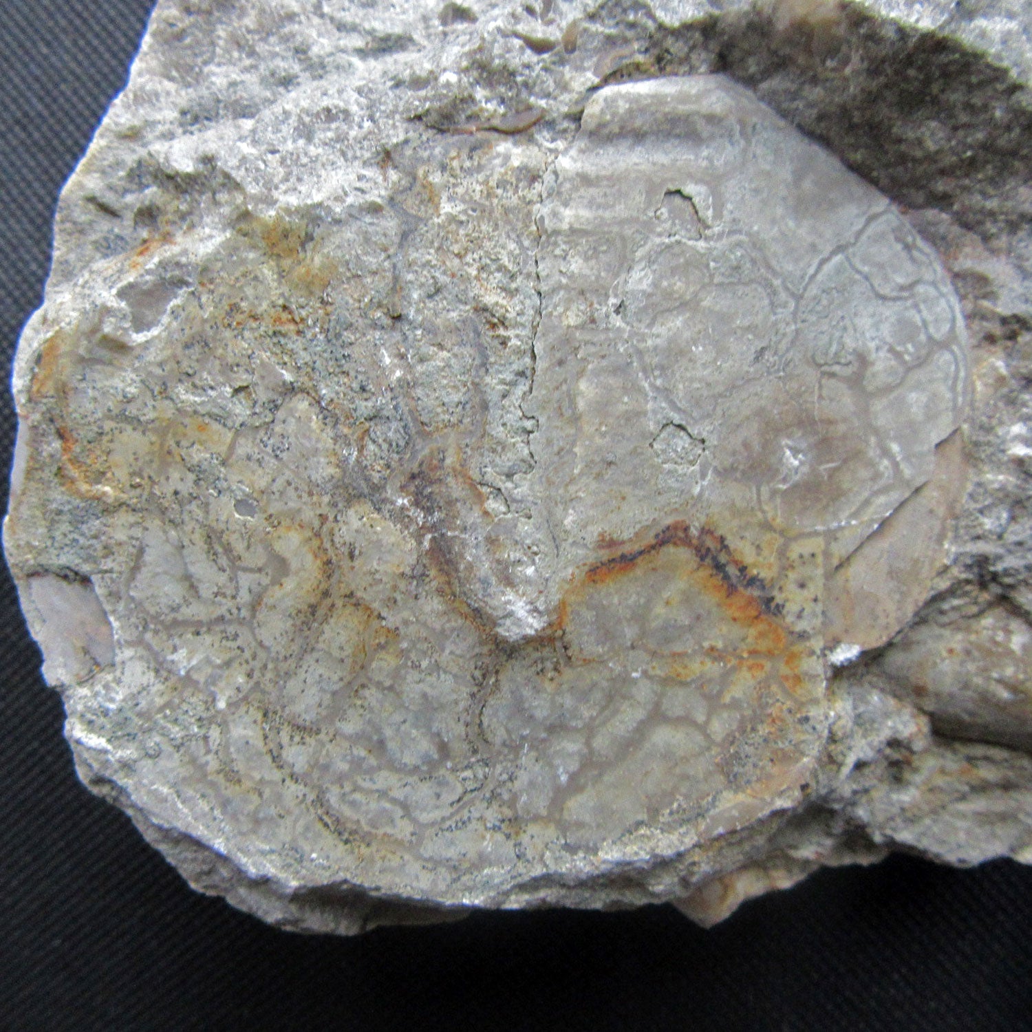 Einzelstück: Trilobitenabdruck aus der Urzeit