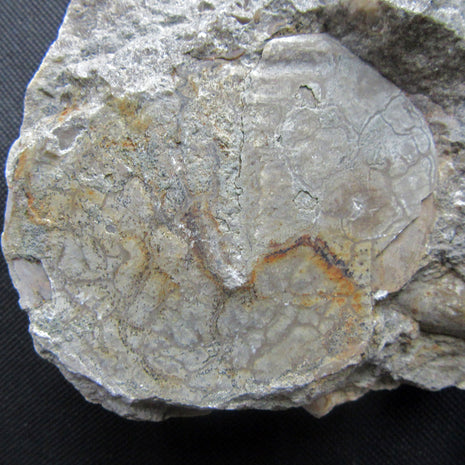 Einzelstück: Trilobitenabdruck aus der Urzeit