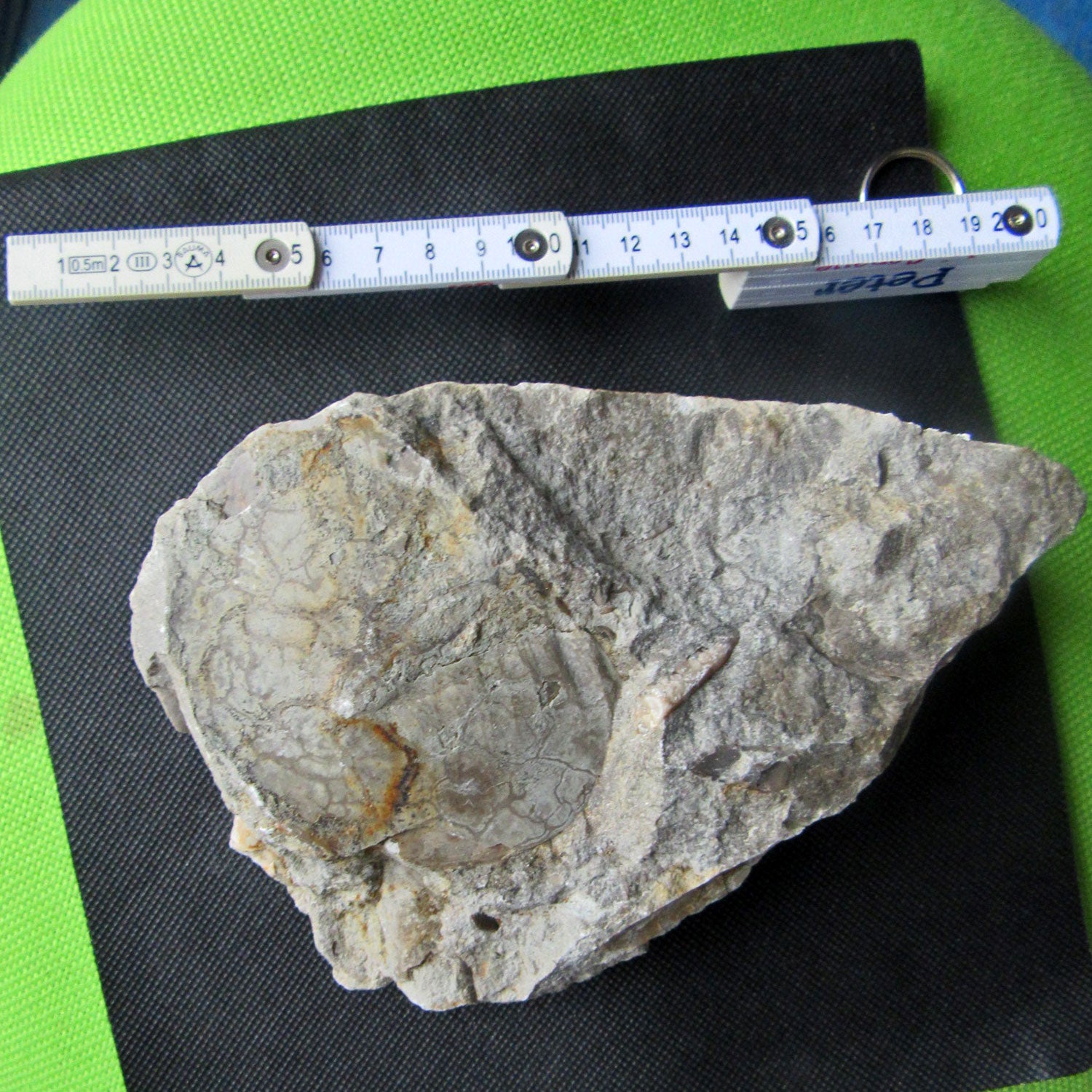 Einzelstück: Trilobitenabdruck aus der Urzeit