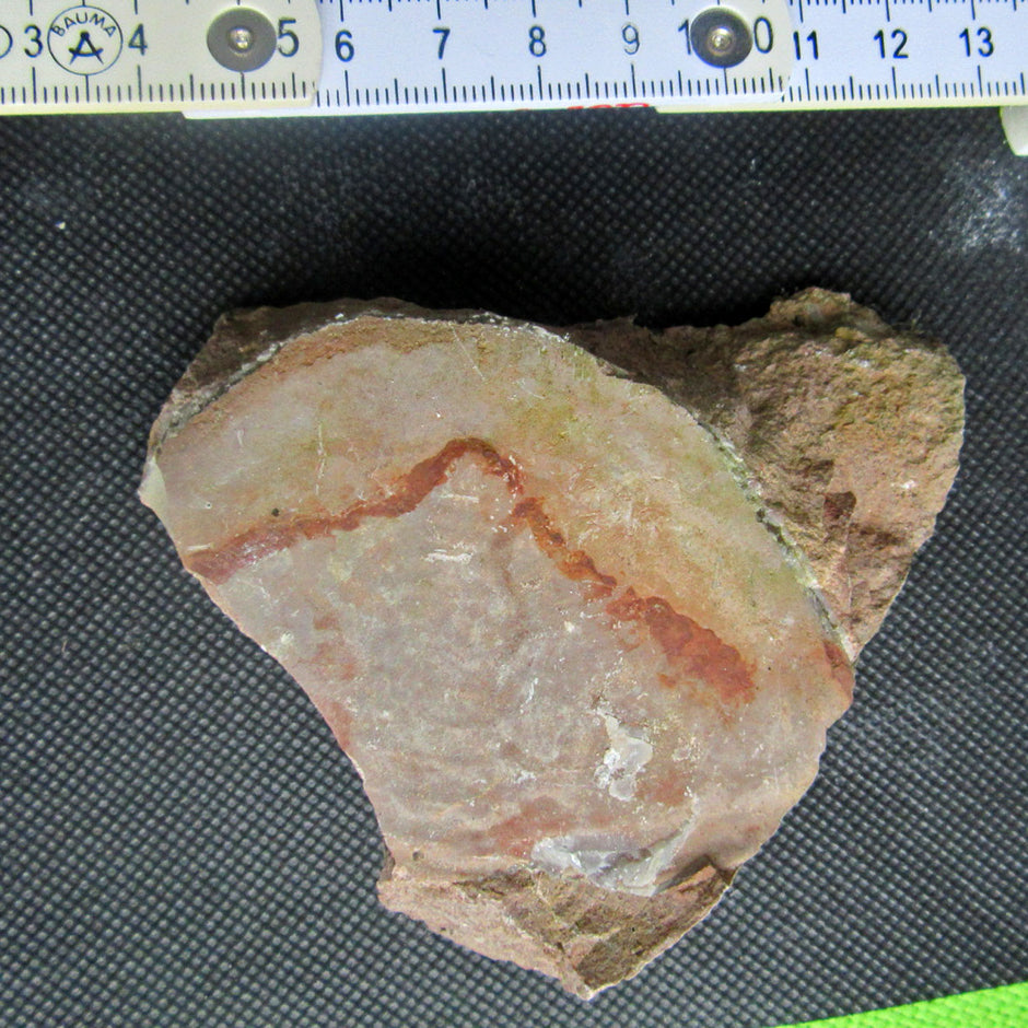 Trilobiten-Schwanzschild im Kalkgestein, 450 Mio. Jahre alt