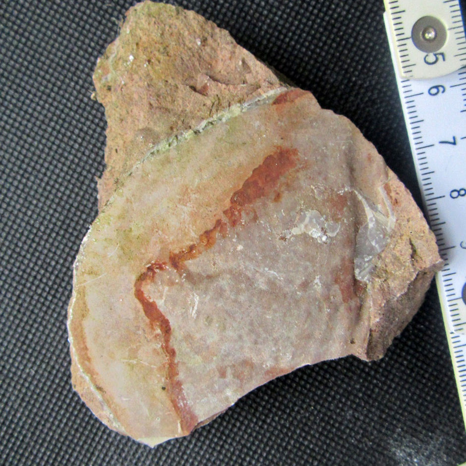 Trilobiten-Schwanzschild im Kalkgestein, 450 Mio. Jahre alt