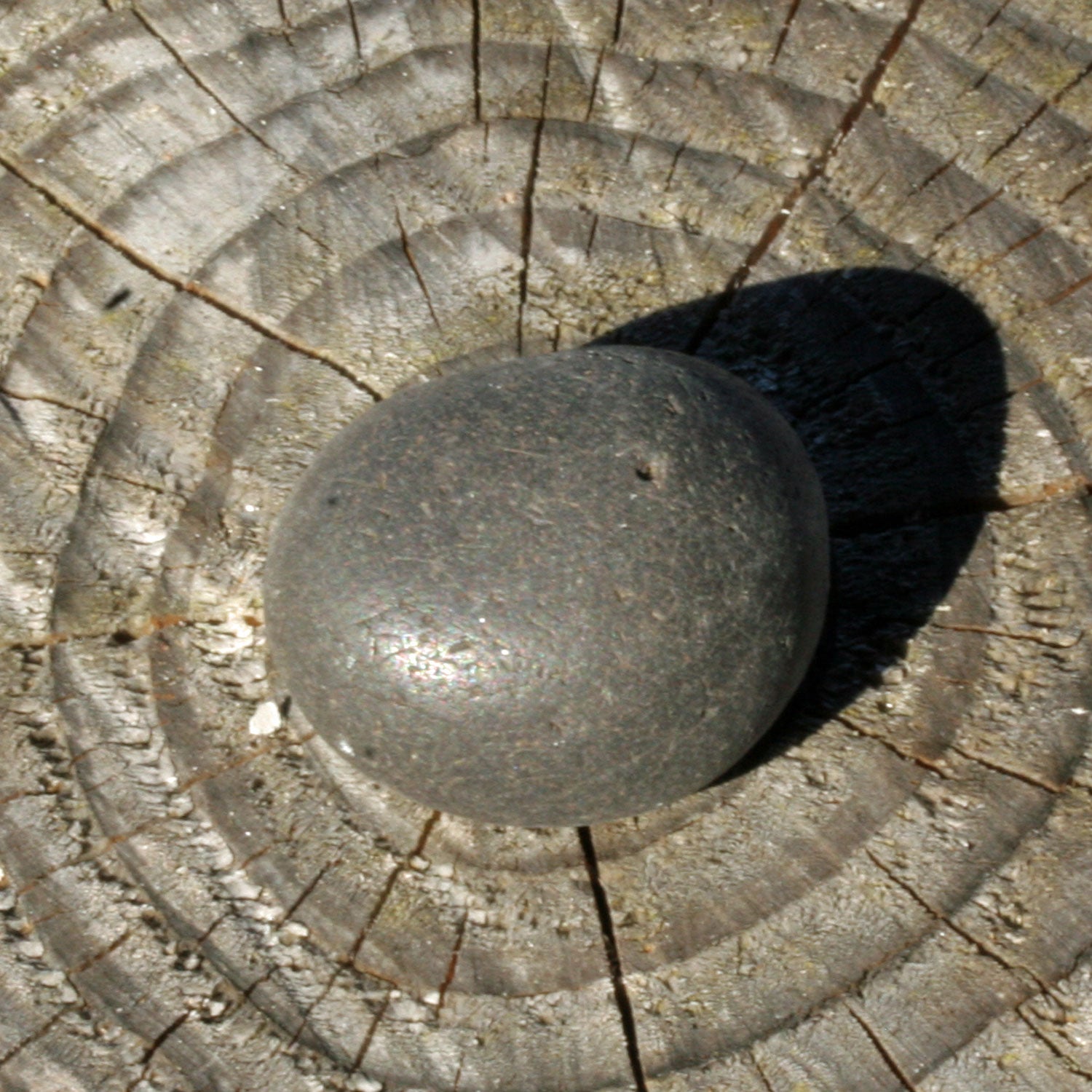 Unpolierter runder Wallstein von der Rügener Küste – natürlich & grautonig